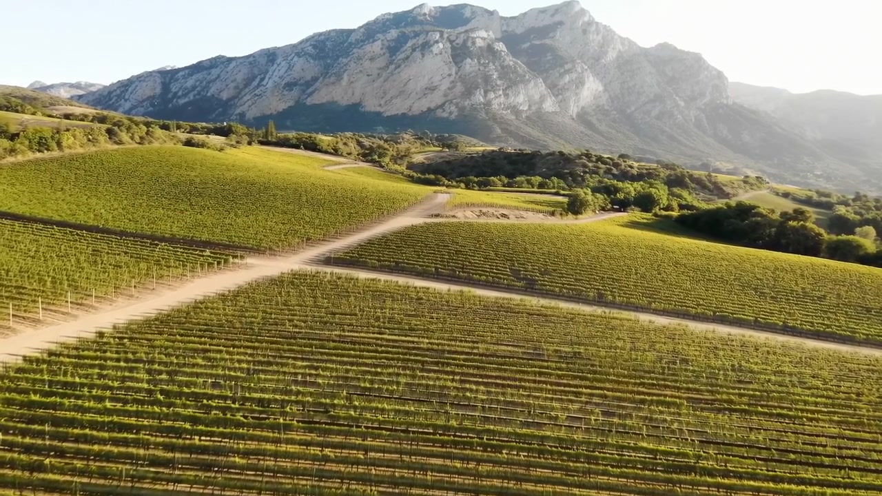 Filari di vigneti illuminati dal sole sotto la montagna, vista aerea di campi verdi con una strada che si interseca e filari di viti che si susseguono