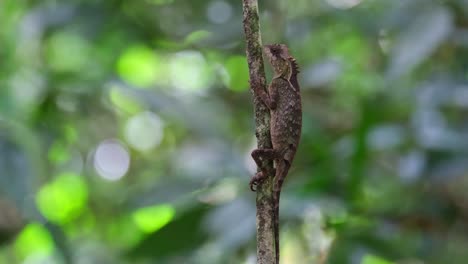 Moving-its-head-a-little-while-holding-tight-around-the-small-tree-pretending-to-be-part-of-it,-Scale-bellied-Tree-Lizard-Acanthosaura-lepidogaster,-Thailand