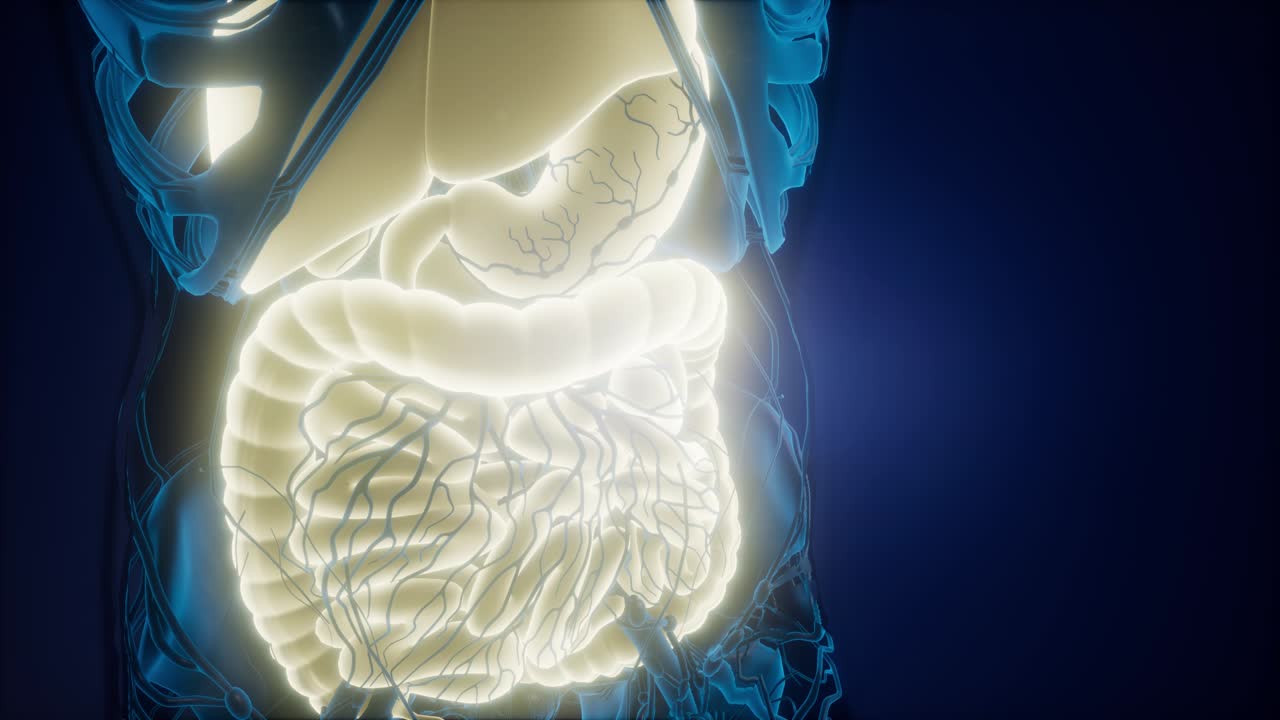 Human Body with Visible Digestive System