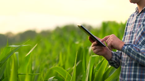 Mittlere-Seitenansicht:-Männlicher-Bauer-Mit-Tablet-Computer-Inspiziert-Pflanzen-Auf-Dem-Feld-Und-Drückt-Bei-Sonnenuntergang-In-Zeitlupe-Seine-Finger-Auf-Den-Computerbildschirm