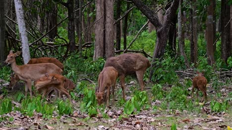 the eld's deer is an endangered species due to habitat loss and hunting