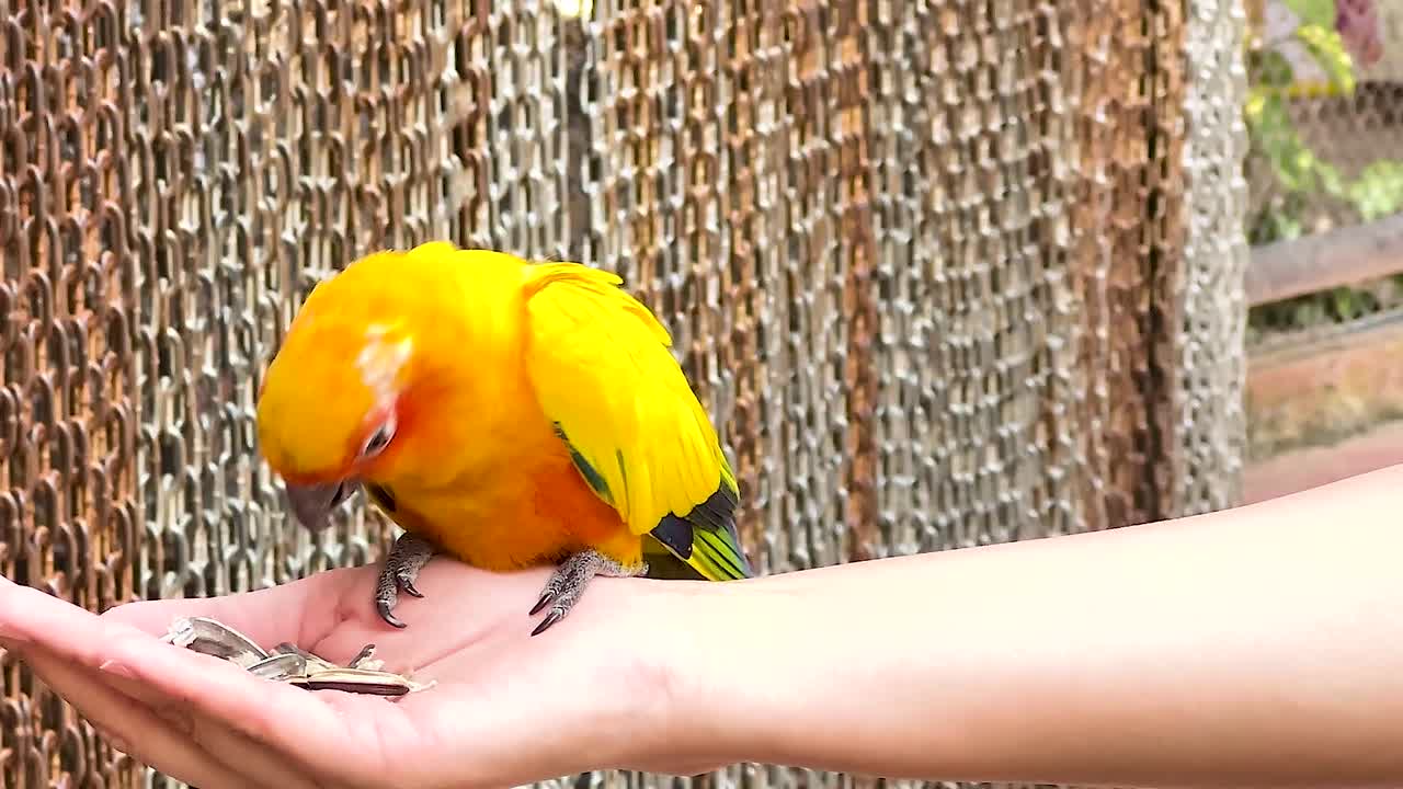 A vibrant bird perched on a person's hand