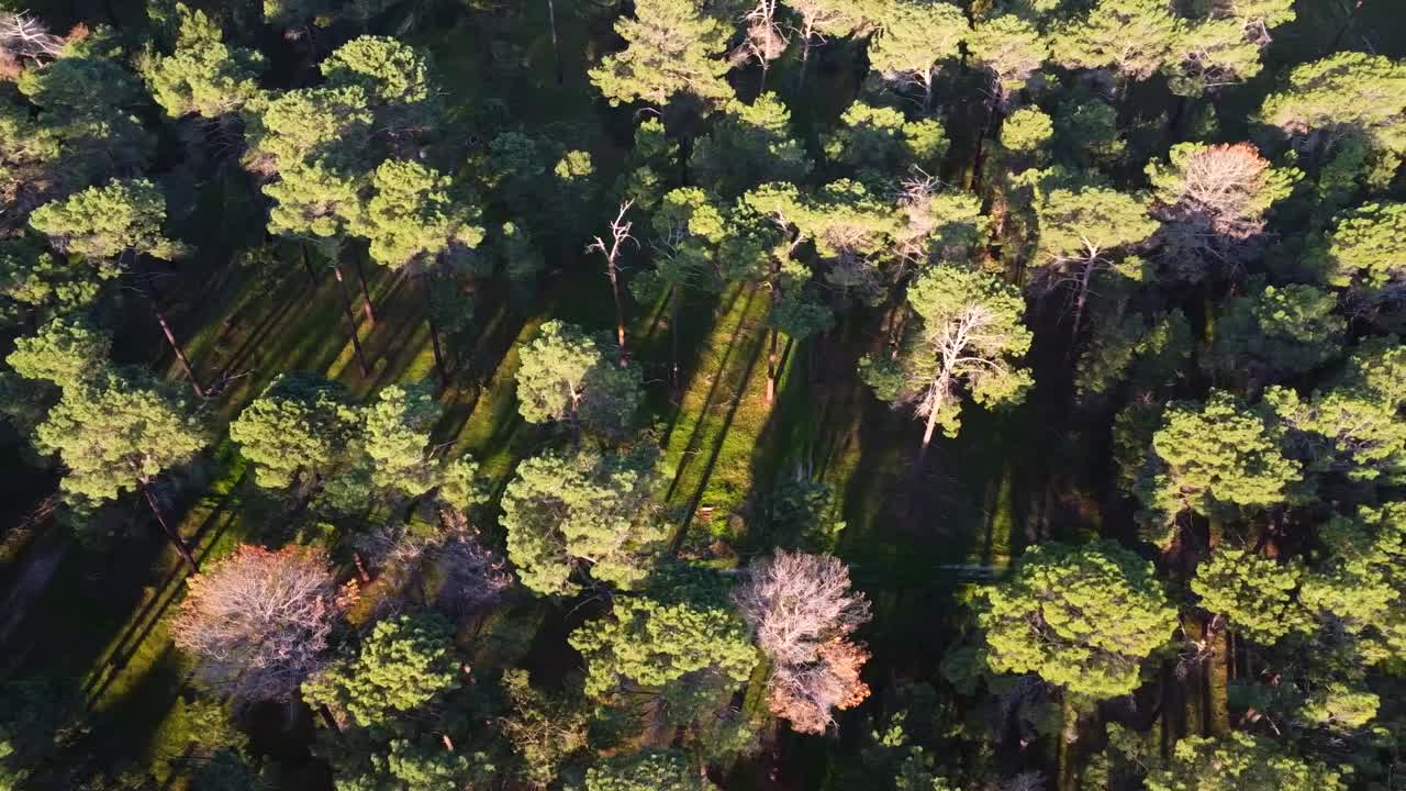 Aerial view tree tops Pine Forest Plantation in Gnangara, Perth, Western Australia