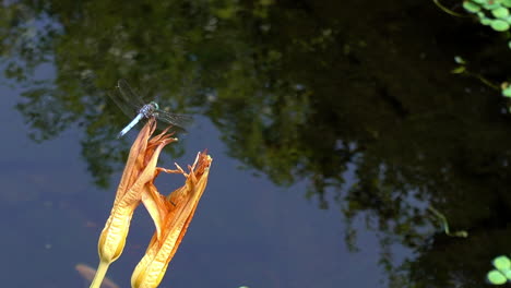 Eine-Libelle-Sitzt-Auf-Einer-Tigerlilie-Mit-Blick-Auf-Einen-Teich