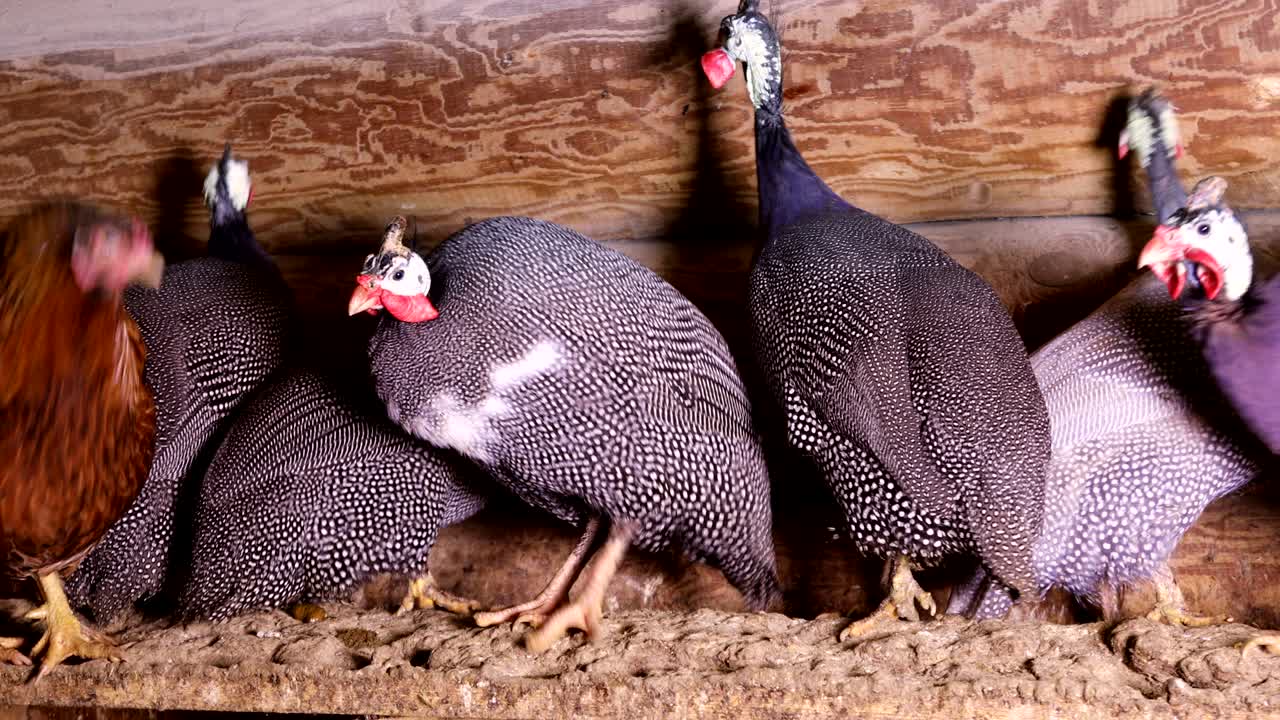 las gallinas de pavo se sientan en el gallo en la granja