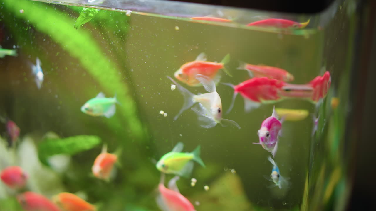 Group of colorful tropical fish swimming inside home aquarium with green plants bubbles and reflections on glass creating vibrant underwater scene with movement natural beauty and relaxing aquatic atmosphere