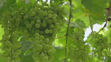 Nahaufnahme-Von-Kleinen-Grünen-Unreifen-Trauben-Im-Sommer