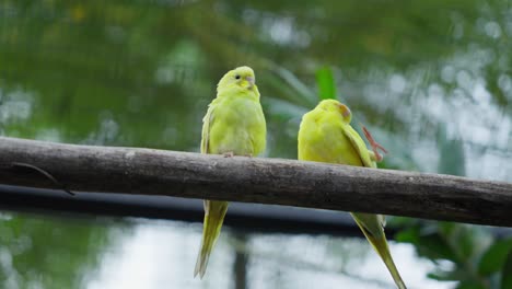 pair of green budgerigars perched on a log