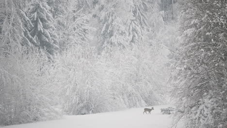 deer runs across snowy meadow, frozen prairie surrounded by tall trees, peaceful winter forest