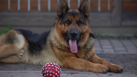 close-up-of-a-German-shepherd-with-intelligent-eyes-and-protruding-tongue