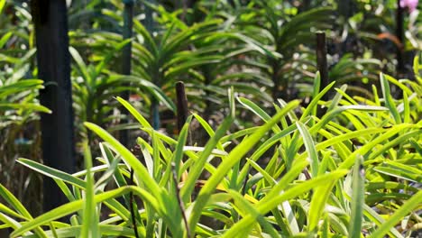 las plantas verdes de waling-waling prosperan en el jardín de mercado flotante de bangkok