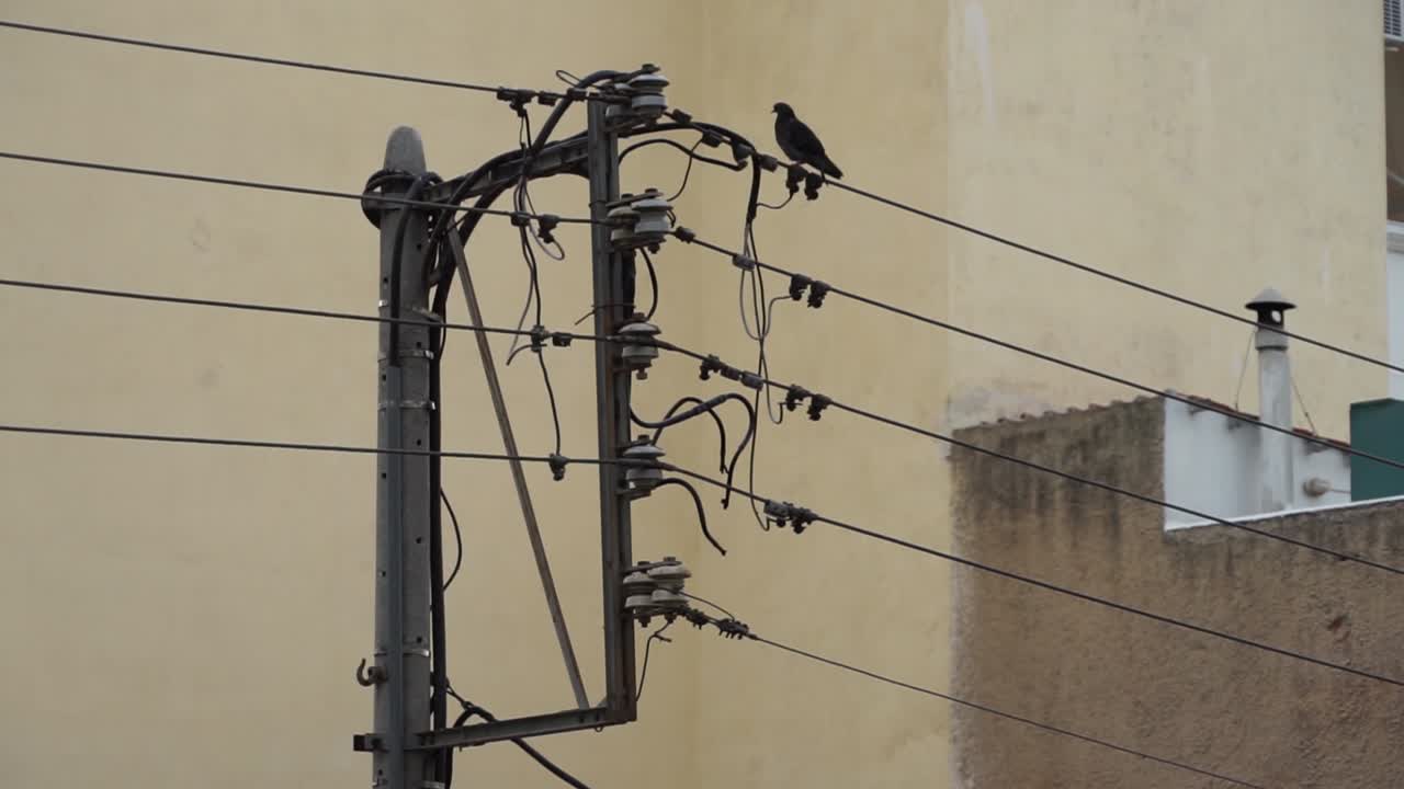 paloma sentada en cables eclécticos