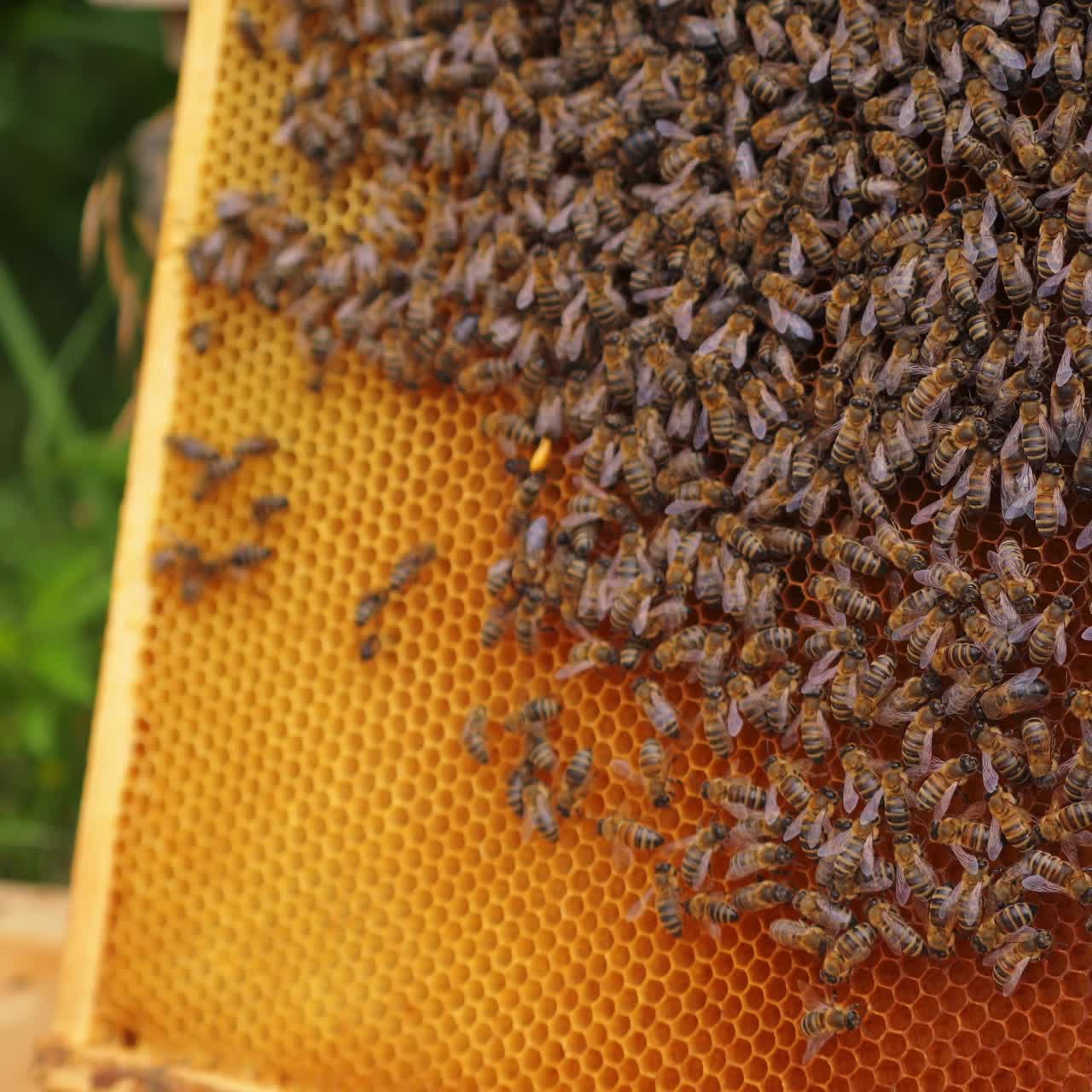 Working bees on honeycomb. Frames of a bee hive. Apiculture