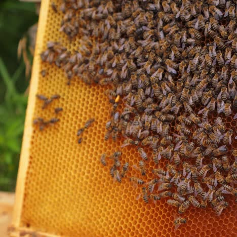 working bees on honeycomb. frames of a bee hive. apiculture