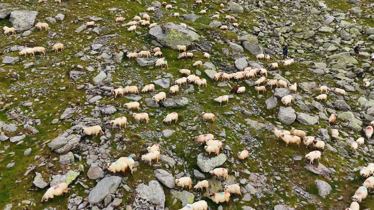 Multiple white sheep walking by the slope of the mountain. Livestock grazing among the rocks and tourists take pictures of the animals