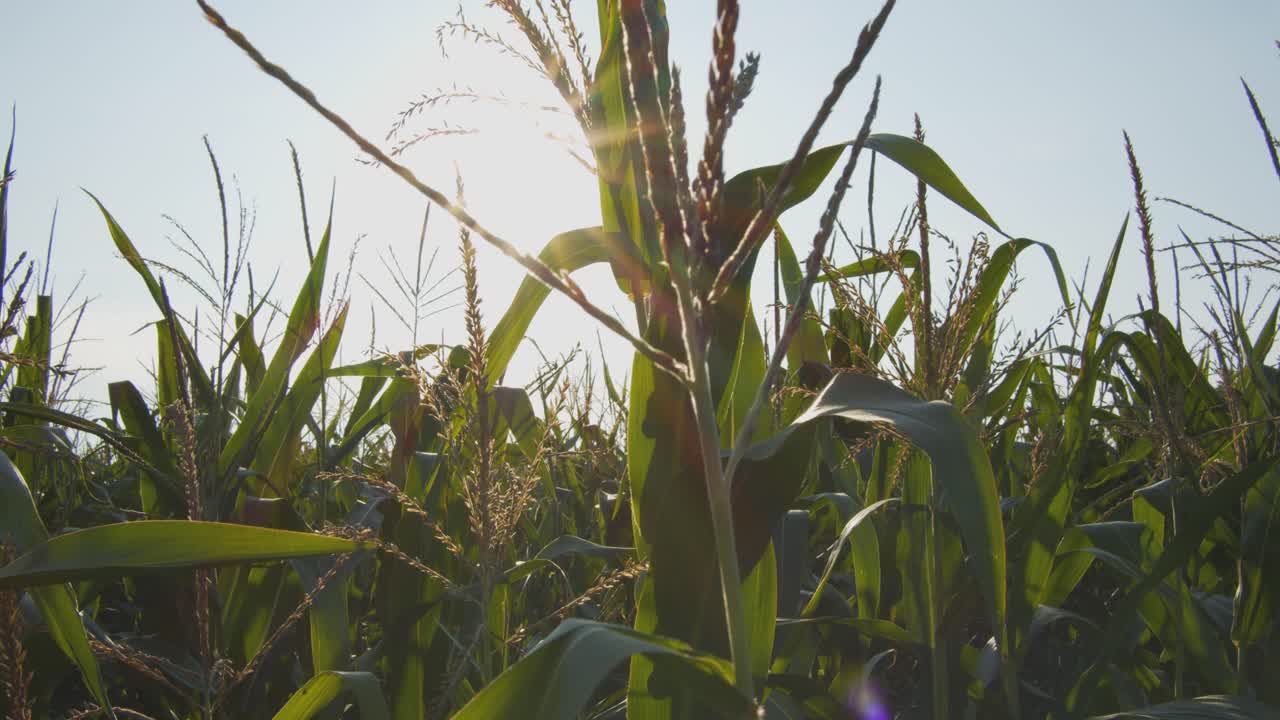 Panning shot of light rays falling through a cornfield on a sunny day
