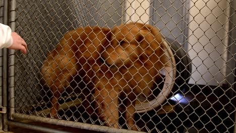 dogs looking for attention behind the fences in their cages and kennels at an animal control facility