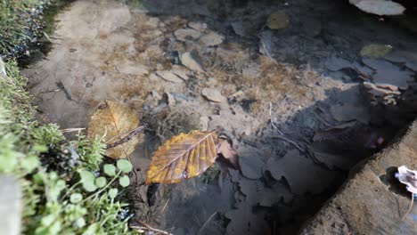 patinador de estanque común y hojas de haya caídas en una superficie de un pequeño estanque en otoño