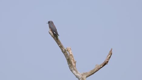 seen from its back while on top of a bare branch looking for its prey to catch, ashy woodswallow artamus fuscus, thailand