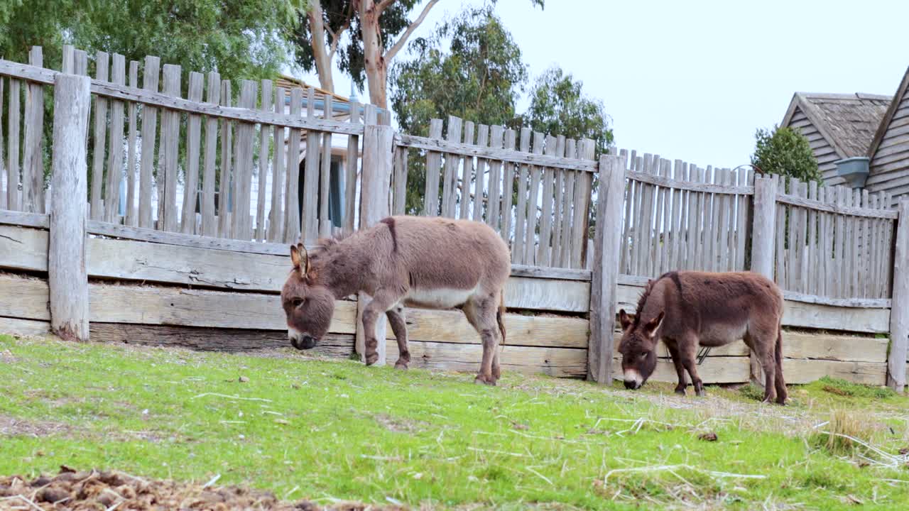 두 마리의 당나귀가 평화롭게 울타리로 둘러싸인 곳에서 먹이를 먹고 있다