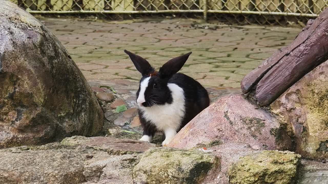 동물원 에 있는 검은색 과 색 토끼