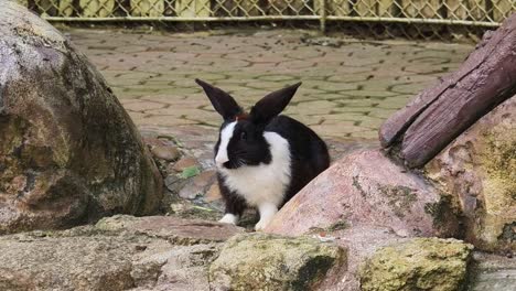 black and white rabbit in a zoo enclosure