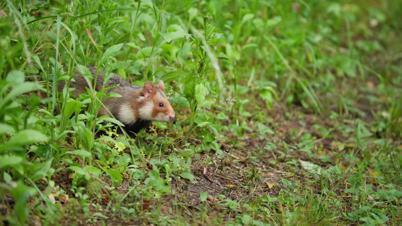 Un criceto comune si ferma cautamente, poi avanza nell'erba corta.