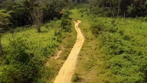 aerial drone view rising over a small sand road and revealing the jungle, on a sunny day, in nanga eboko forest, haute-sanaga, southern cameroon