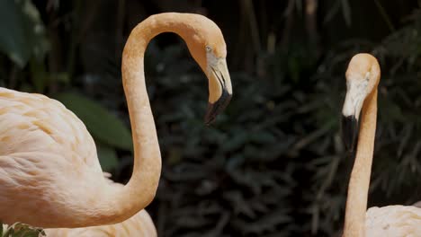 Nahaufnahme-Von-Karibischen-Flamingos,-Die-Im-Teich-Stehen