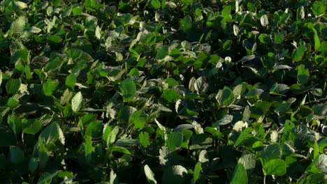 Soy-leaves-from-above-in-slow-motion-moved-by-the-wind