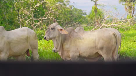 Cattle-grazing-in-green-pasture-with-trees,-daylight,-serene-rural-setting,-partial-view