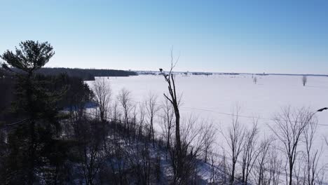 Fliegen-Mit-Weißkopfseeadler-Winter