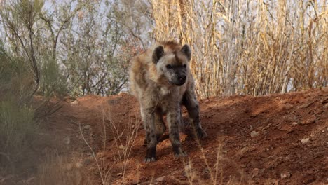 hyena turns towards you and approaches slomo