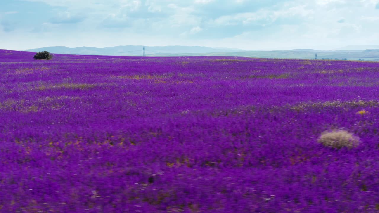 vista aérea del campo con flores de color púrpura brillante en verano