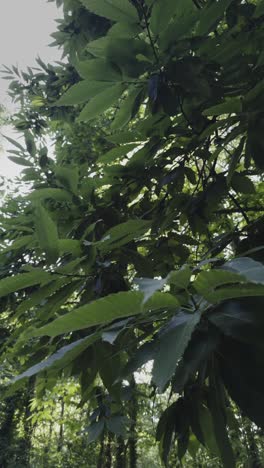 Vertical-view-of-chestnut-trees-in-summer