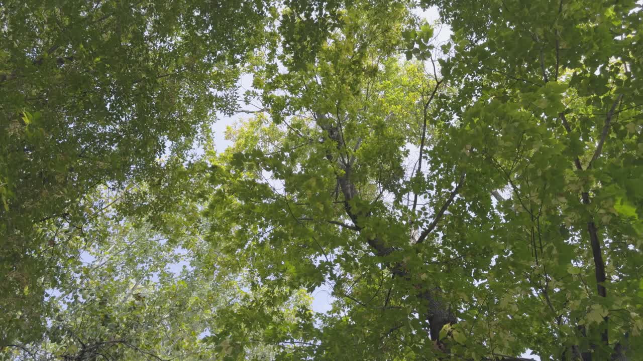 Upward view of dense green tree canopy with sunlight filtering through layered leaves and branches, capturing a calm summer day in a leafy city park