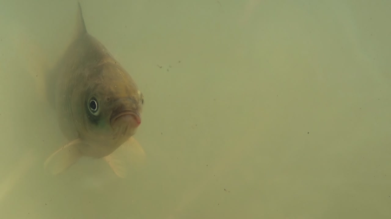 물고기는 호수에서 헤엄치고 입을 열고 쓰레기를  ⁇ 어내죠.