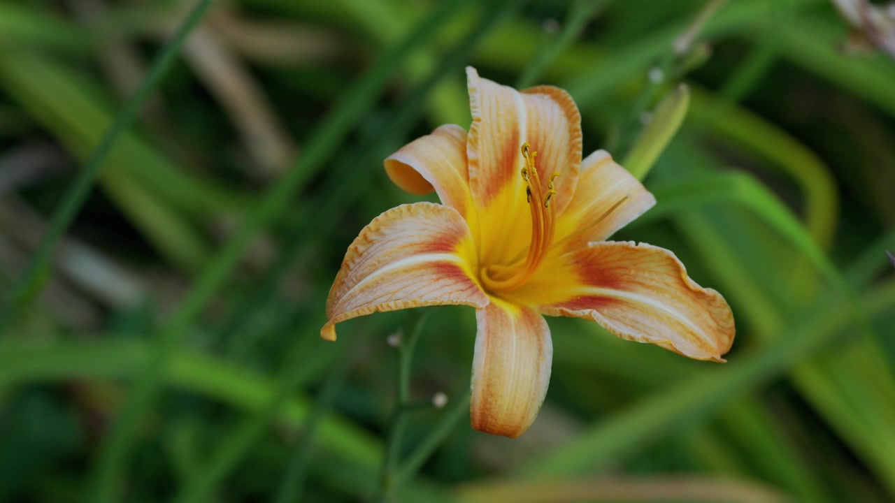 Nærbillede af blomstrende orange daglilje med blød grøn baggrund, have, blomster B-roll og udsigt over omgivelserne i naturligt dagslys