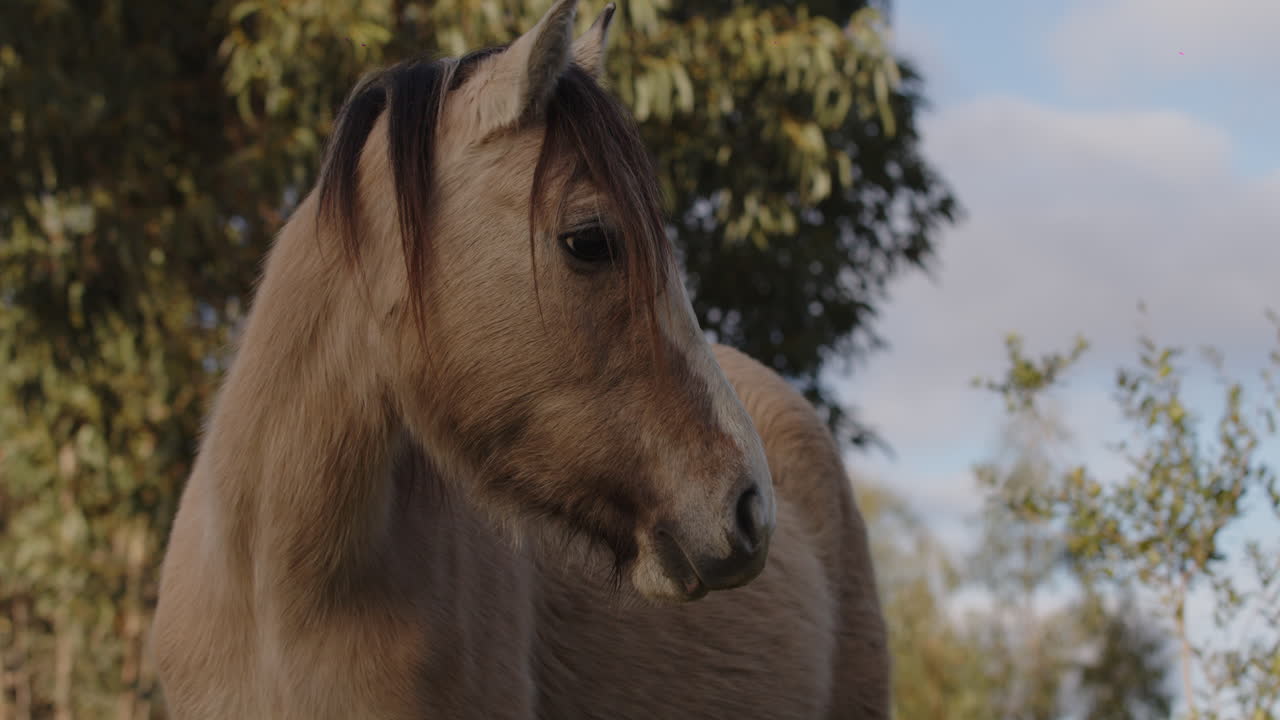 Wild horse in his natural habitat