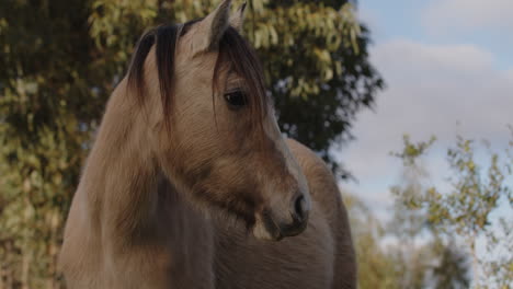 Wild-horse-in-his-natural-habitat