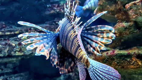 lionfish in a coral reef