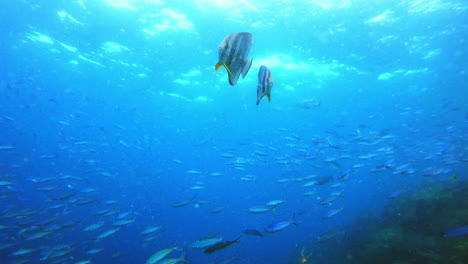 escena submarina con peces