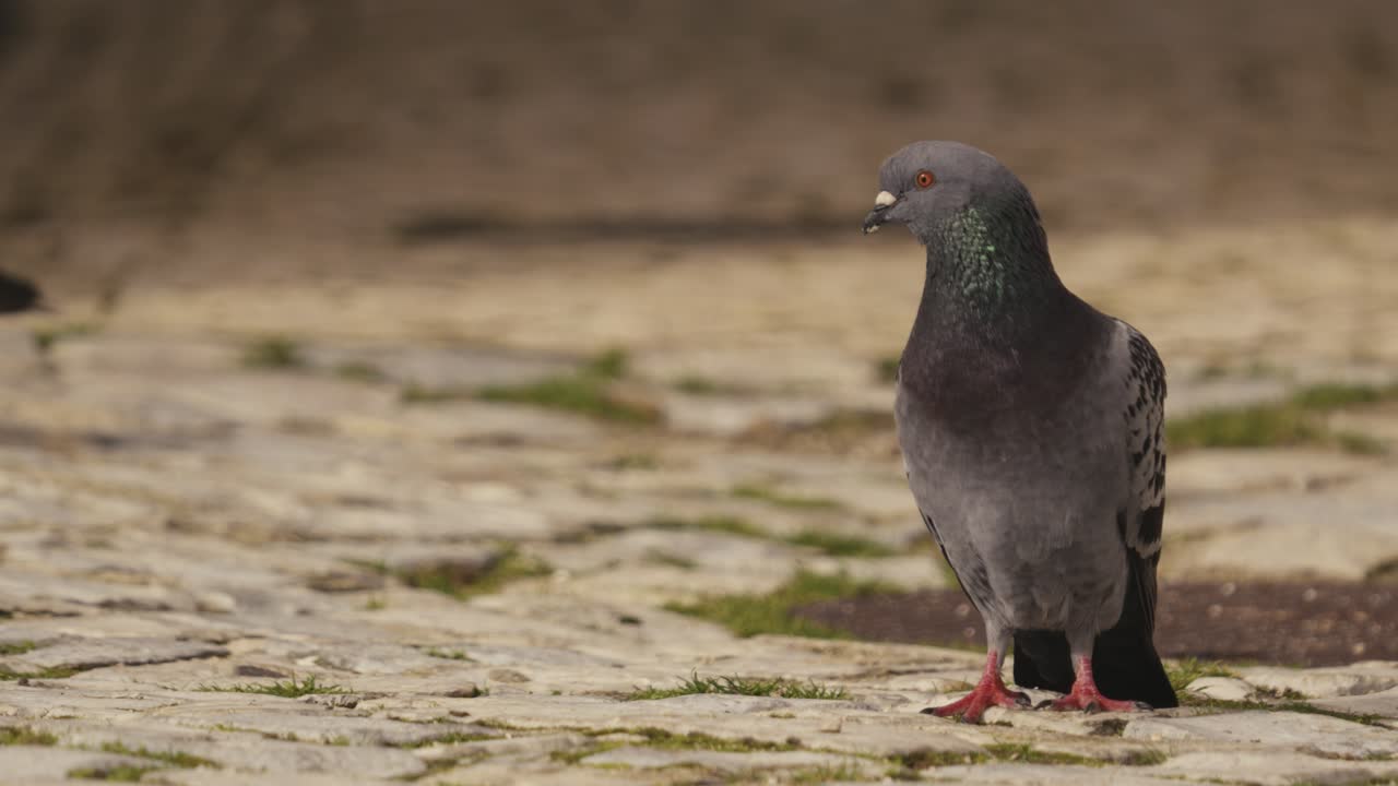palomas de pie en nazare, portugal, vista de cerca