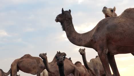 Camels-at-the-Pushkar-Fair,-also-called-the-Pushkar-Camel-Fair-or-locally-as-Kartik-Mela-is-an-annual-multi-day-livestock-fair-and-cultural-held-in-the-town-of-Pushkar-Rajasthan,-India.