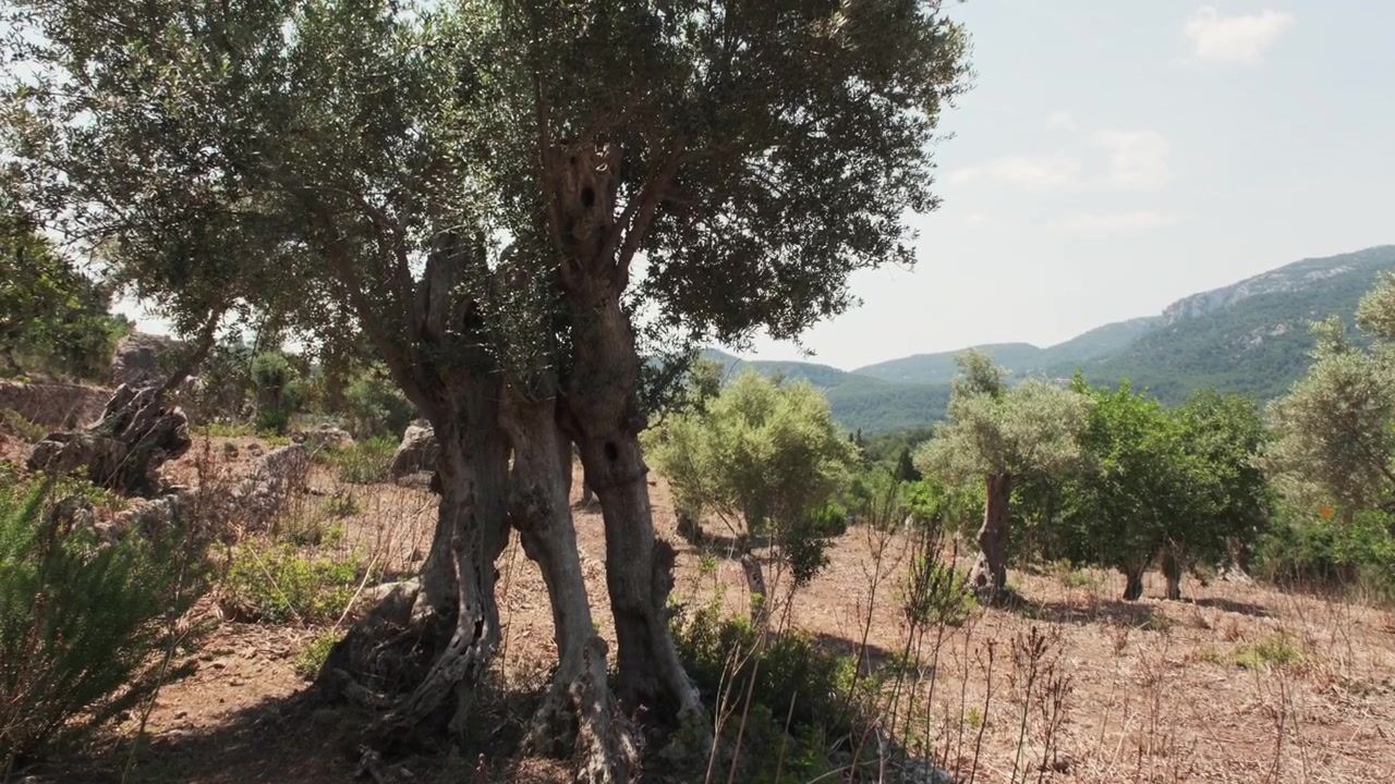 Un antico ulivo dal tronco cavo si erge in modo prominente in un uliveto rustico che si affaccia su una valle montuosa ondulata nella Maiorca rurale, Spagna.