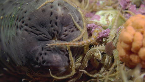 Sea-cucumber-shot-while-diving-in-4K-60-fps-slow-motion-on-a-nice-reef-in-cold-water-north-Atlantic