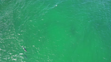 Bird's-Eye-View-Over-Pod-Of-Bottlenose-Dolphins-In-The-Clear-Ocean,-New-South-Wales,-Australia---drone-shot