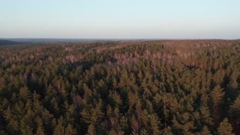 Antena:-Volando-Sobre-El-Bosque-En-Una-Hora-Dorada-A-Principios-De-Primavera