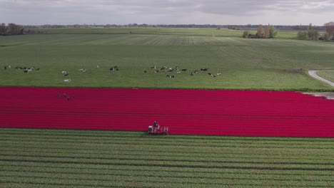 Luftaufnahme-Einer-Maschine,-Die-Tagsüber-Rote-Tulpen-In-Holland-Mit-Kühen-Beschneidet