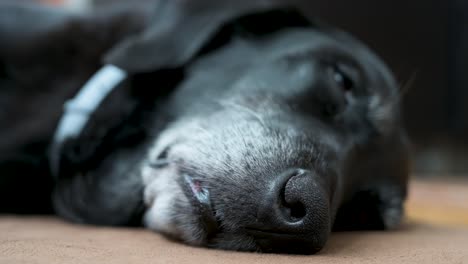 Una-Vista-De-Primer-Plano,-Con-Un-Enfoque-Limitado-En-La-Nariz,-De-Un-Perro-Negro-Dormido-Mientras-Yace-En-El-Piso-De-Una-Casa